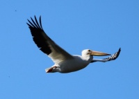White Pelican, Santee Lakes, Santee, California