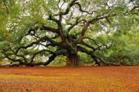 1500 YR old Angel Oak in Charleston, SC