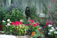 Garden hawk