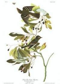 J.J.Audubon - Small Green-crested Flycatcher (plate 144)