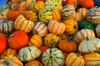 Another Pile of Pumpkins