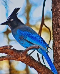 STELLAR'S JAY