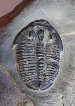 Trilobite