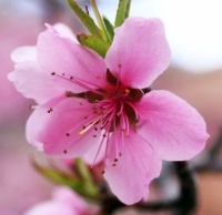 Peach Blossom, Zion National Park, Utah, USA