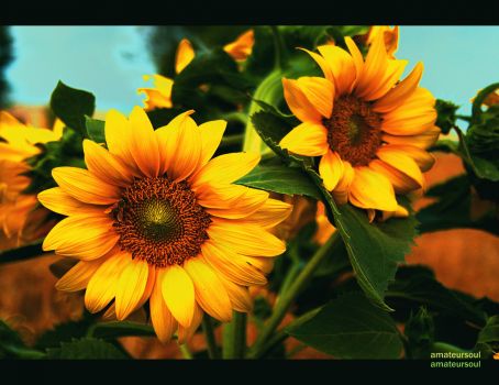 sunflower_by_amateursoul