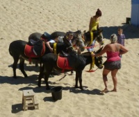 Donkey ride on the beach