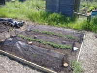 2023 - Spring - Allotment - Carrots & Broad Beans