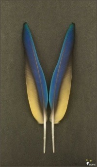 Macaw feathers.