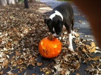 Ruby, my Boxer, carves her annual Halloween pumpkin.