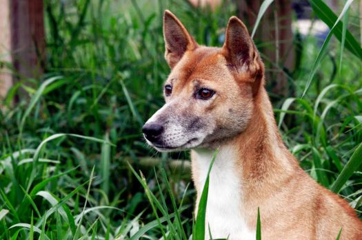 Meet Spock - The New Guinea Singing Dog