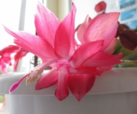 Red Christmas Cactus Bloom