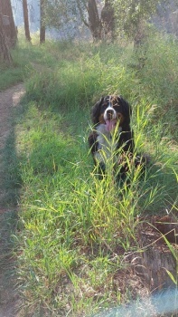 Happy dog