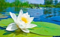Beautiful Lotus