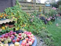 messy garden