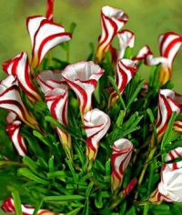 Amazing-flowers-candy-cane-sorrel