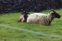 Manx Loaghtan