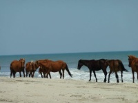 horses on Corolla, NC beach