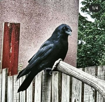 Crows are so cool