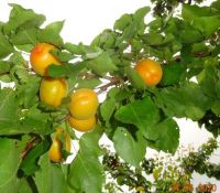Meruňka obecná (Prunus armeniaca)