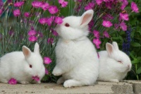 bunch o' bunnies