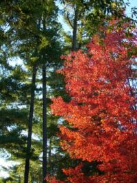 Fall colours in the Adirondacks, NY