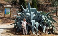 grande Agave