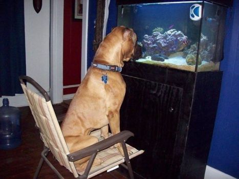This dog loves to watch fish.