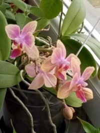orchidej (Orchidaceae)