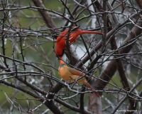 Kissing Cardinals - Jenny Ragland