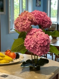 Hydrangeas in the house!