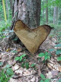 Herz aus Holz