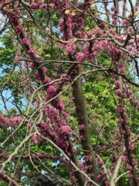Redbud tree flowers