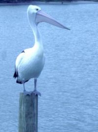 Pelican, Lakes Entrance, Victoria, Australia