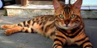 Thor is a Bengal cat with both stripes and spots