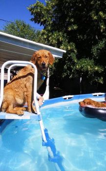 Dog Days of Summer:small