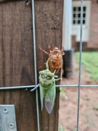 Cicada emerging