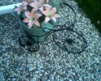 Lilies