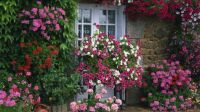English Country Cottage with Ivy and Flowers