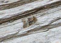 Moth on log