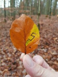 "S" Leaf - Written by Nature