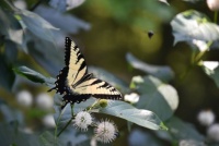Butterfly in Kentucky