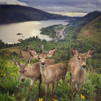 Deer in the Columbia River Gorge