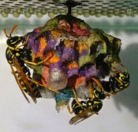 rainbow-coloured wasps' nest_edited-1