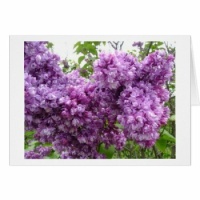lilacs-in-bloom