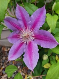 My new clematis