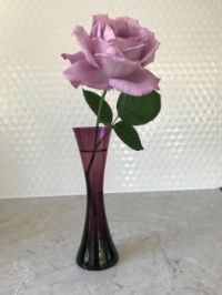 My Favourite Rose