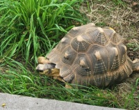 Radiated Tortoise