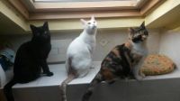 Cats - Iago, Paco, Maya