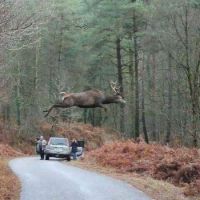 Flying deer