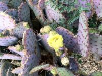 Prickly Pear in bloom